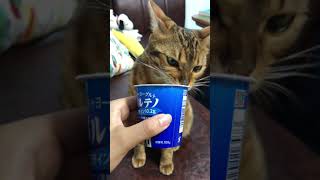 ヨーグルトに食らいつく猫