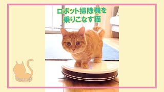 ロボット掃除機を乗りこなす短足猫🐈 #Shorts #猫 #マンジロー #マンチカン#ロボット掃除機 #만지로 #먼치킨