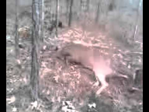 Deer Hunting With Dogs - YouTube