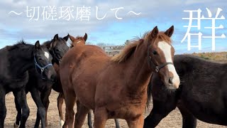 【新メンバー加わって】　当歳馬25頭が放牧地へ☘️☘️