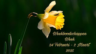 Weekboodschappen van de engelen per sterrenteken + keuzekaartjes 😇💖🍀