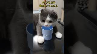 どうしてもコップの水が飲みたいミルさん　#猫動画 #猫かわいい #catvideos