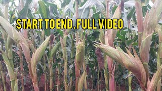 STEP BY STEP DETAILS TO ACHIEVING 71 BAGS PER ACRE DRY MAIZE. FULL VIDEO ON DEMO FARM