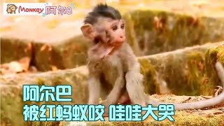 【脸红动物世界】阿尔巴被红蚂蚁追咬哭着找妈妈