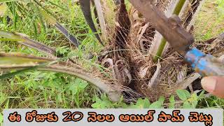 20 నెలల ఆయిల్ పామ్ చెట్లు || గెల్లల ఎలా కాషాయో విడియో లో చూద్దాం ||