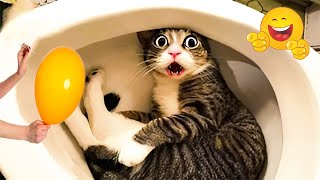 Try Not To Laugh Funny Cats and Dogs Videos 🤣 Best Of The 2025 Funny Animal Videos