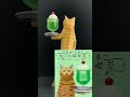 キタンクラブ 猫ラボ ねこの純喫茶 とらとクリームソーダ　くるっと回転レビュー