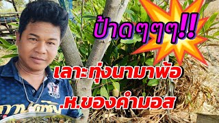 ขออภัยในความเสียงดังไม่คิดว่าจะเจอสิ่งนี้?..ของคำมอส #คำมอส #สาวน้อยเพชรบ้านแพง #ต้าวลูกตาล