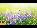 Amazing Colors of Spring Flowers 🌼 4K Nature Relax Video with Nature Sounds🌼Scenic Relaxation Film