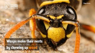 Why do wasps build nests? | Natural History Museum