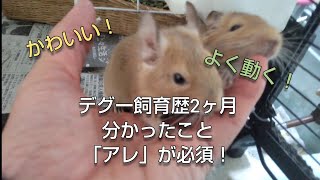 デグーを飼育してみて分かったこと