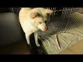 【秋田犬ゆうき】サークルに挟まりバツの悪そうな顔で助けを求める【akita dog】