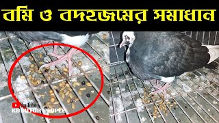 কবুতর এর বমি, বদহজম সমস্যার সমাধান | ভেষজ চিকিৎসা | Rajon | Pigeon Bird | Kobutor Palon Bangladesh