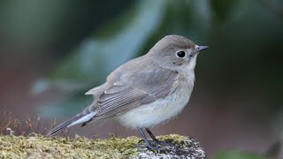 (8K)ニシオジロビタキ(地鳴き)