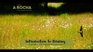 Introduction to Birding: The Grasslands Ecosystem