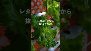 【浜松市民に朗報】激安すぎる野菜直売所発見した #浜松市 #浜松 #静岡県  #静岡 #shorts