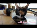 【生後9日】赤ちゃん猫の目が開きました！ ＆ 暑くてだらけきってしまう猫たち