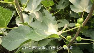 南方种无花果哪种好？看看这种，耐热抗湿好管理，果子还成串结！