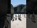 penguin oceanlife ocean shark wildlife animals sealife fyp video viral viralvideo shorts