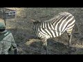 シマウマ チサトちゃん 12月中旬の様子 天王寺動物園のアフリカサバンナゾーン 4k動画 zebra