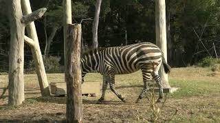 シマウマ チサトちゃん 12月中旬の様子 天王寺動物園のアフリカサバンナゾーン 4k動画 Zebra