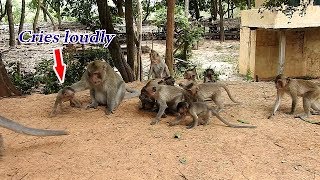 Oh...!! Catch baby | Big monkey threatening all baby in group not to eat food, pity baby