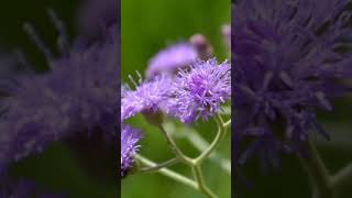 ಸಹದೇವಿ ಸಸ್ಯ       Vernonia cinerea Less