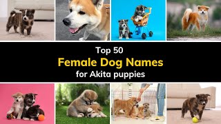 50 most popular FEMALE AKITA names (+ meaning)