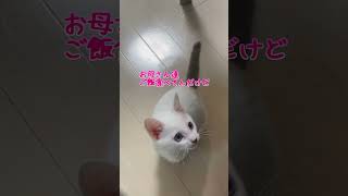 ご飯食べてると必ずパパの膝の上に乗ってくる子猫