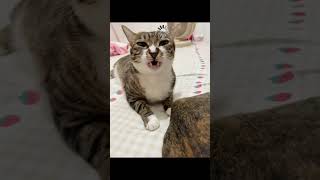 谁家猫咪天天闻屁屁😂  | Whose cat smells farts every day?  #funny  #funnyshorts #cat #搞笑 #猫咪的迷惑行为