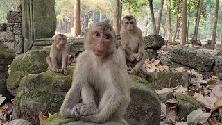 Watch Cute Monkey Rainbow, Jovi, Tinky, Luno .. Enjoying Snack ! 🙊🐒💕🥭🦍