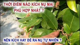 Thể trạng cây mai thế nào mới kích nụ được? Thời điểm nào kích nụ phù hợp nhất trong tháng 6 âmlịch?