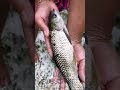 Rare fish | Rare carp fish #fishing #shorts #fish #viral #youtubeshorts #aquarium #feel #good #short