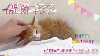 ノルウェージャンフォレストキャット♀激カワ美形にゃんこ♪