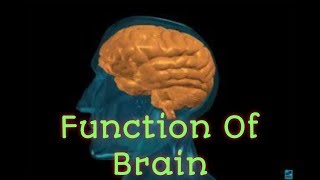 Function Of Brain| மூளையின் செயல்பாடுகள் |How brain Works|Student Area|