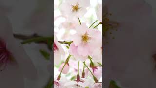 Spring Peach blossom and the birds #relaxingmusic #flowers #music #nature #naturesounds #birdsounds