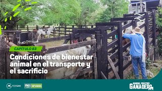 Cap 83 - Condiciones de Bienestar Animal en el transporte y el sacrificio #manualpracticoganadero