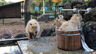 みかん風呂　カピバラ温泉♨️♨️　埼玉県こども動物自然公園 　2021年11月27日