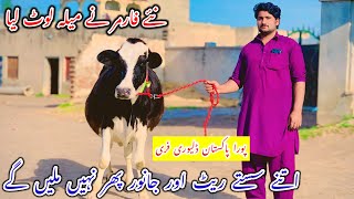 New Farmer ||Top Class Australian Fresian Cows ||Jersey Cholistani Cross Cows || 21 February 2025