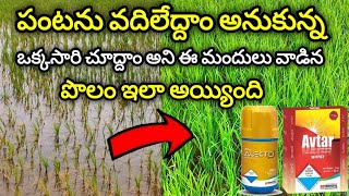 🌾🐛వరిలో మోగి పురుగును ఇలా నివారించండి..వరి పంట ఎర్రగై చనీపోతుంది🌾🐛 | Stemborer Control In Paddy🌾🐛