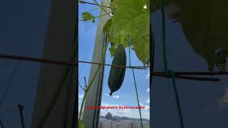 Growing Ridge gourd(Jhinge) in the balcony garden/বারান্দা বাগানে ঝিঙ্গা/growing vegetables in pot