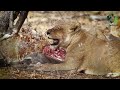 সিংহরা কীভাবে শিকার করে lion hunting deadliest lion attacks সিংহ ডকুমেন্টারি lion attacks