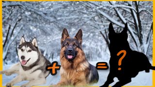 TOP Misturas de Husky Siberiano que você precisa conhecer | Husky Siberiano com Pastor Alemão