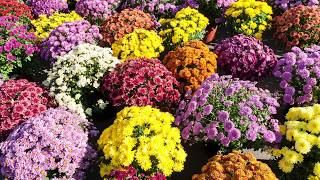 Chrysanthemums – Family Plot