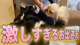 子犬のチワワと先住犬による激しすぎるお出迎え...これが多頭飼いの醍醐味です#フレンチブルドッグ #キャバリア #チワワ #多頭飼い #いぬ