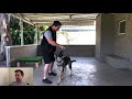 how to speed up your dogs commands. advanced obedience ep13