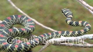 Ornate Flying snake, Sri Lanka. 20110207_103214.mp4