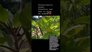 #shortsvideo #patharchatta #homegardening #medicinalherb #medicineplants #shorts