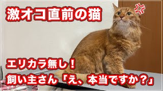 【ぱんちゃん】ずっと「ゔ〜〜〜っ」とうなって激オコ直前の猫をエリカラも付けずにシャンプーしたら、飼い主さん「え、本当ですか？」と超びっくり【ソマリ】