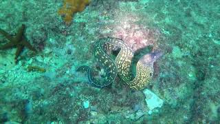 Moray Eel on St Elmo´s Reef